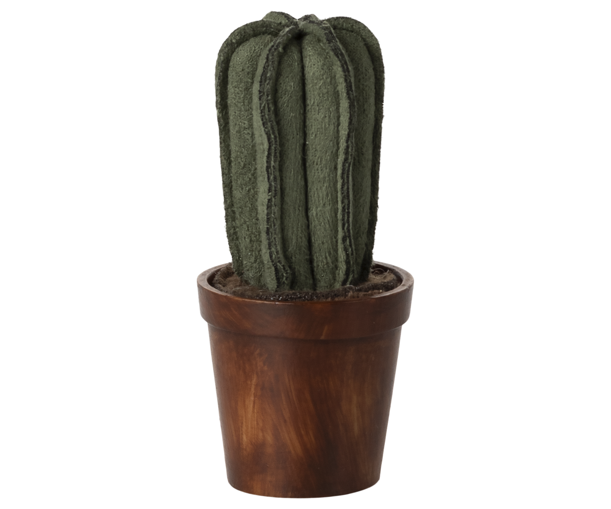 Maceta con cactus