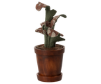 Maceta con cactus
