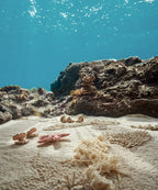alfombra-juego-lavable--seabed-17135