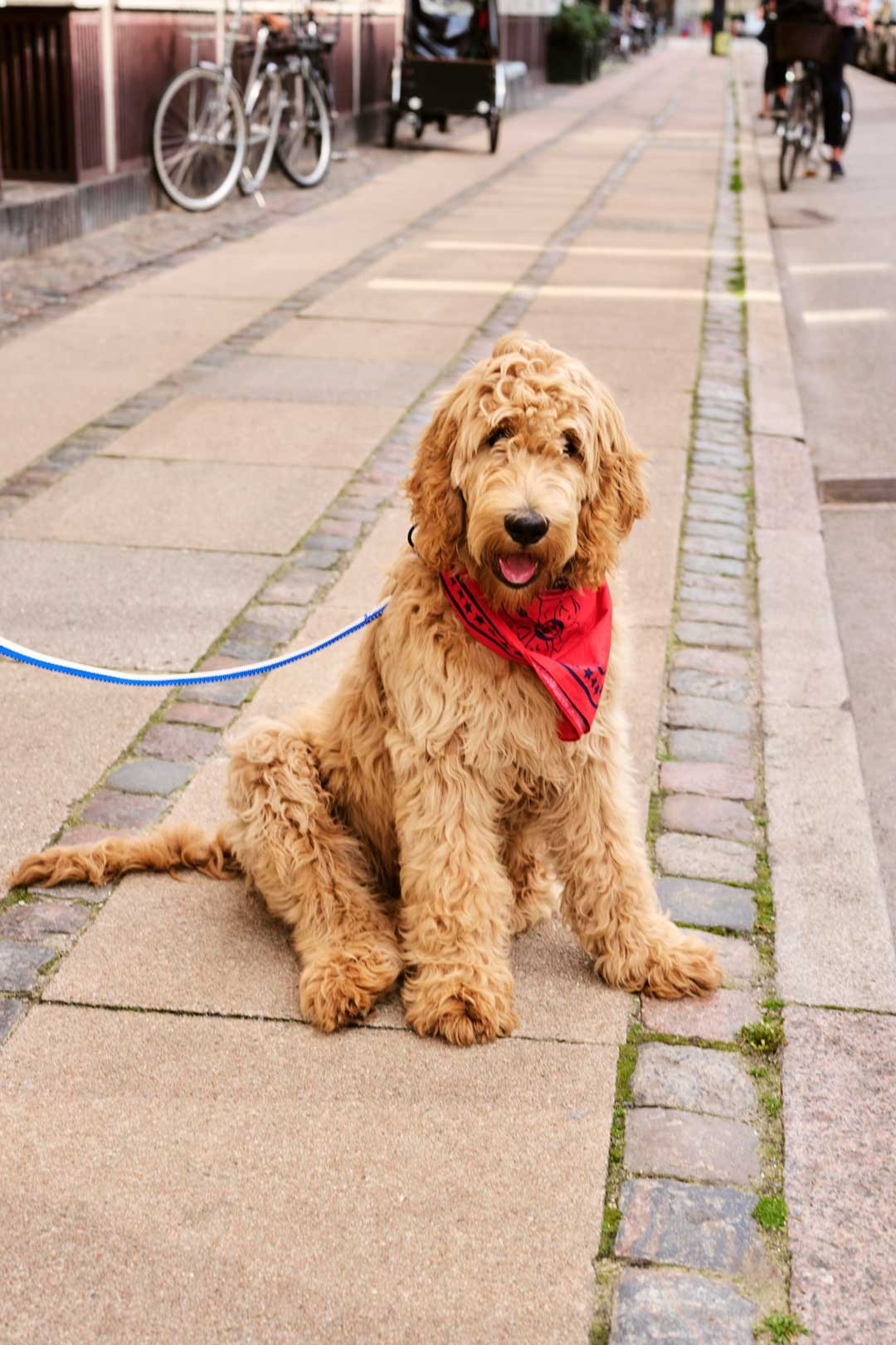 Pañuelo para perros