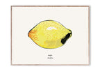 Lámina | Lemon